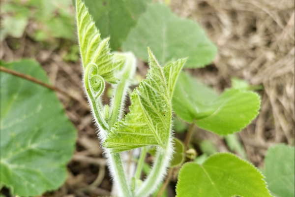 南瓜藤的功效与作用、禁忌和食用方法