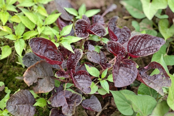 马苋菜的功效与作用、禁忌和食用方法